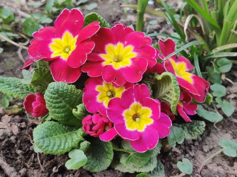  - Primula v