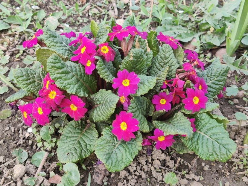  - Primula v