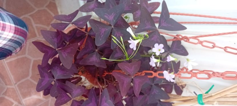  - Florile mele aprilie 2024