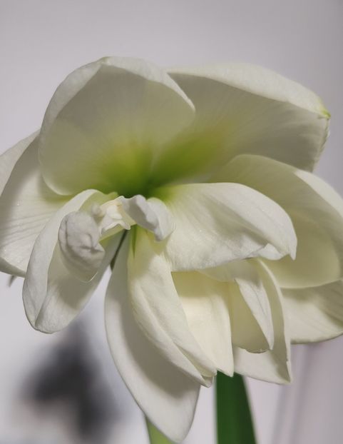Hippeastrum Amaryllis hybr. - Gradina si terasa PrimaLuce__11-Hello 2024