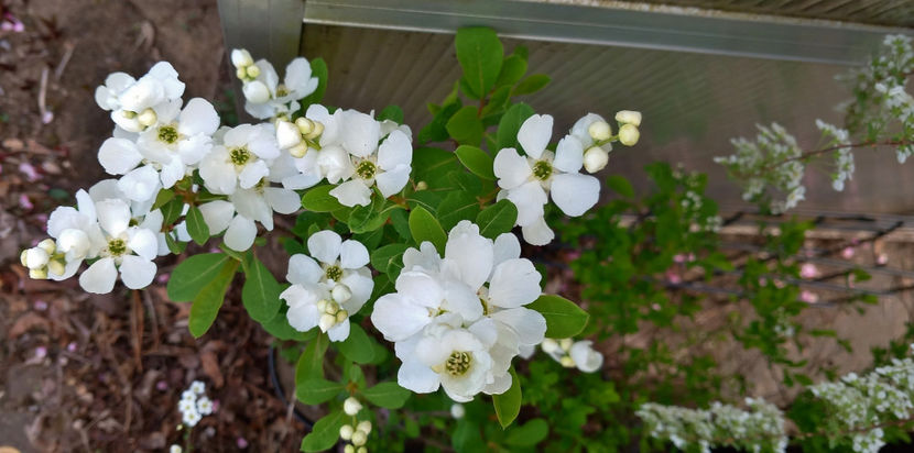  - 2024 - 01 - Primavara