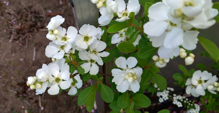  - 2024 - 01 - Primavara