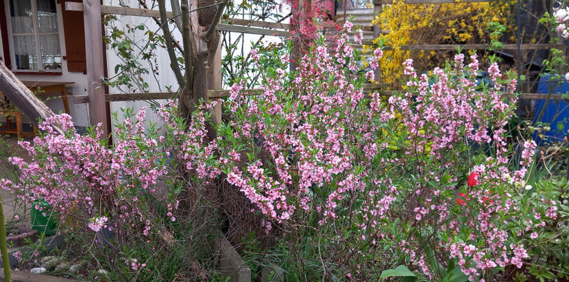  - 2024 - 01 - Primavara