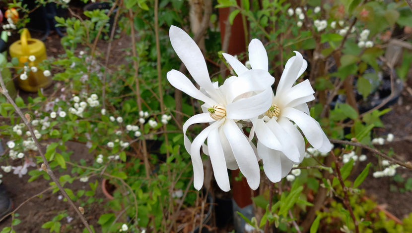  - 2024 - 01 - Primavara