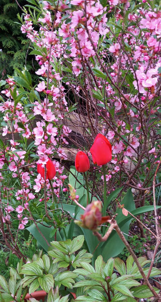  - 2024 - 01 - Primavara