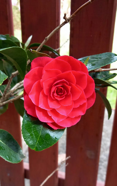  - 2024 - 01 - Primavara