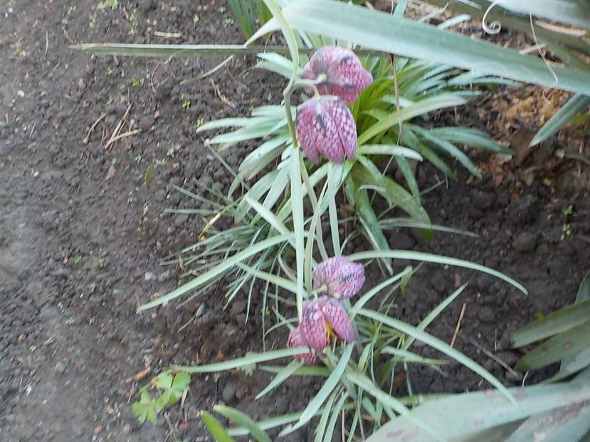  - fritillaria meleagris