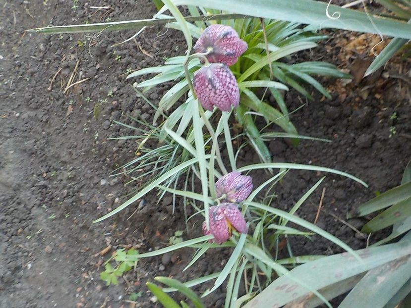  - fritillaria meleagris