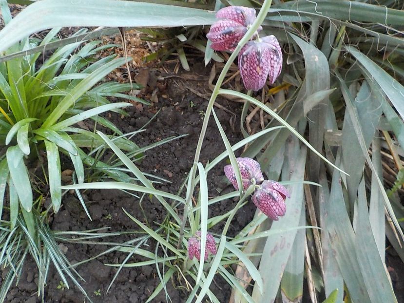  - fritillaria meleagris