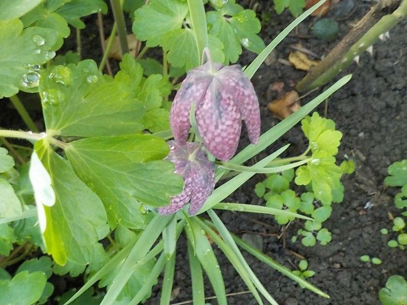  - fritillaria meleagris