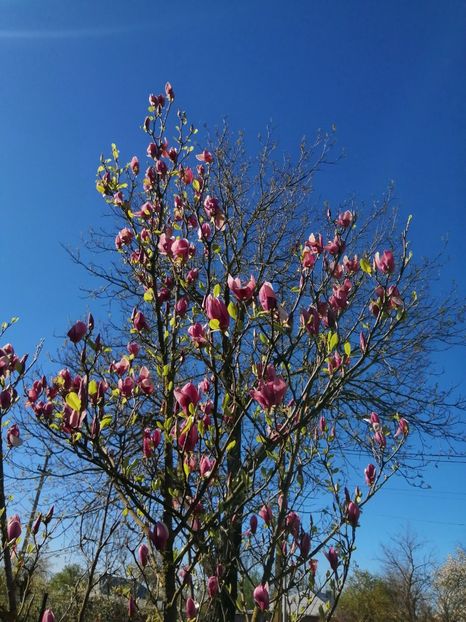  - PRIMVARA 2024 2025