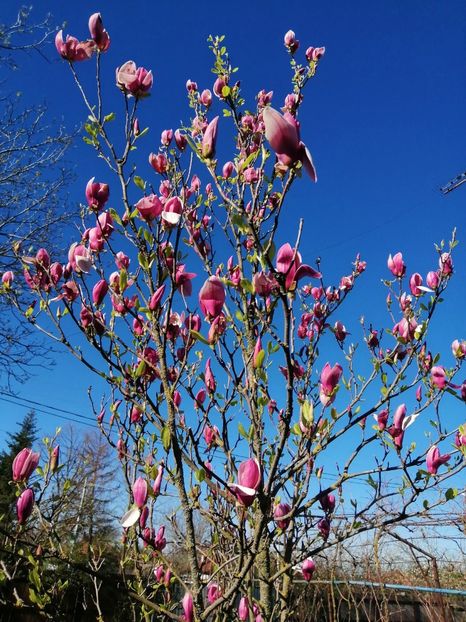  - PRIMVARA 2024 2025