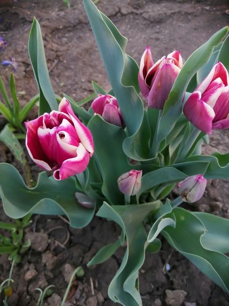  - PRIMVARA 2024 2025