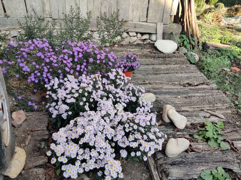  - Diverse flori de gradina