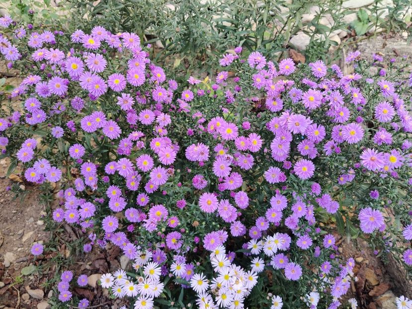  - Diverse flori de gradina