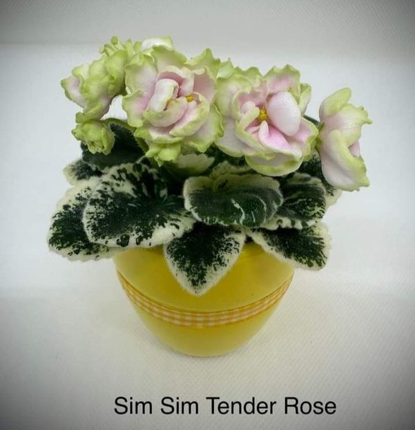 Poza net - Sim Sim Tender Rose