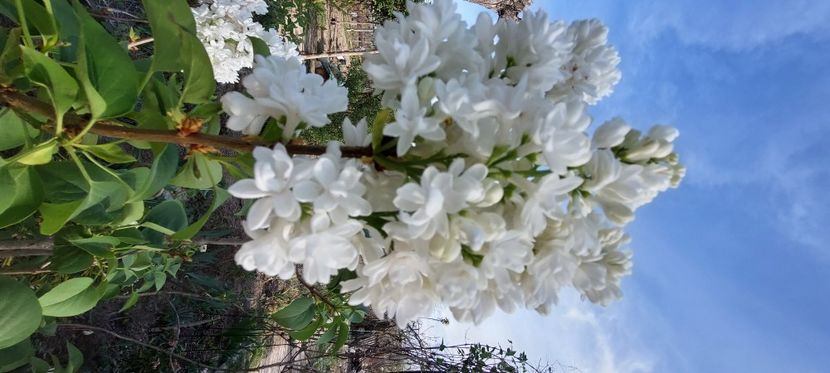  - A Arbusti pomi decorativi și fructiferi urcatoare de vanzare