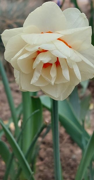 Narcisa parfumata de colectie la ghiveci sau bulb - E Irisi narcise Hemerocallis de vanzare