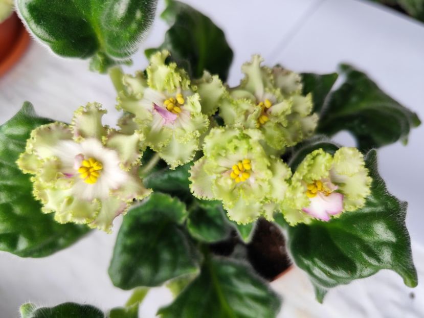 5 aprilie 2024 - AV Monplezir