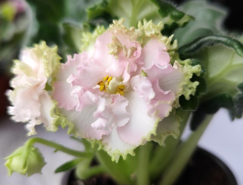 5 aprilie 2024 - AV Bogemnaya Rapsodiya