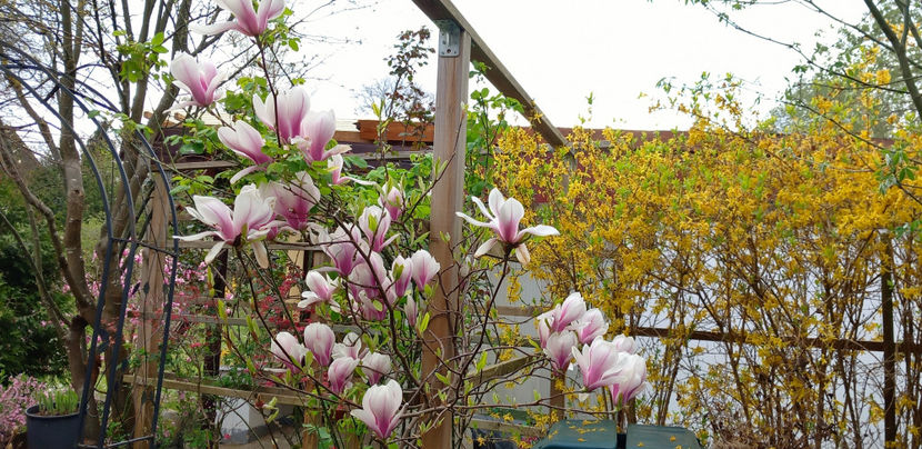 © - 2024 - 01 - Primavara