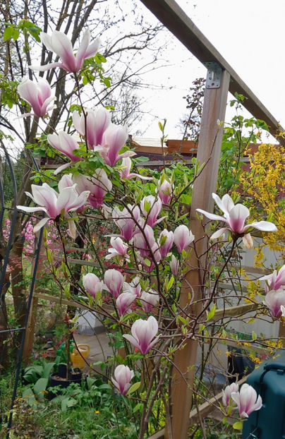 © - 2024 - 01 - Primavara