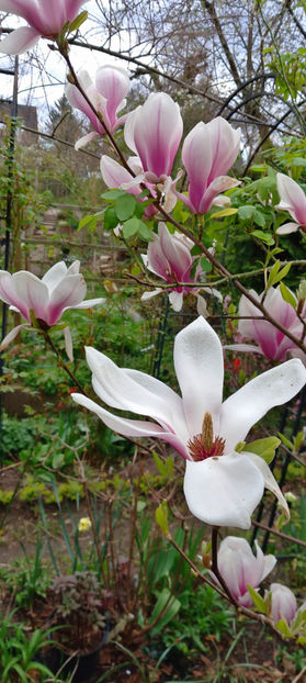 © - 2024 - 01 - Primavara