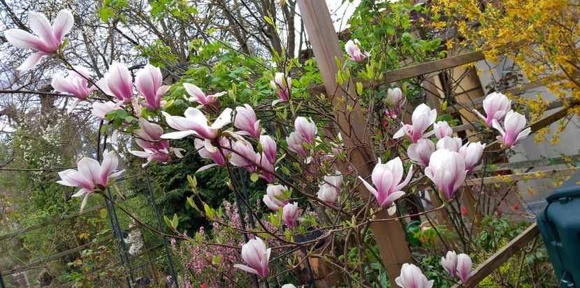 © - 2024 - 01 - Primavara