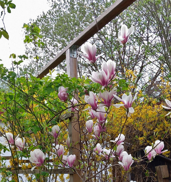 © - 2024 - 01 - Primavara