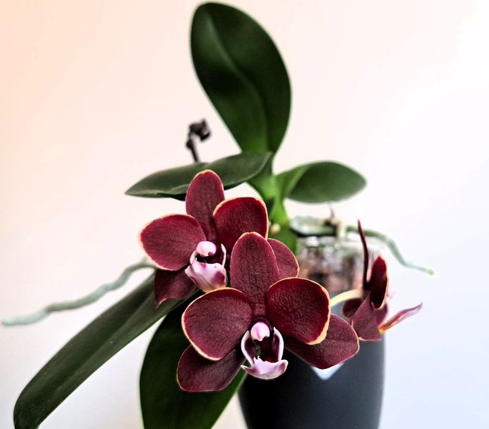  - Mini phalaenopsis