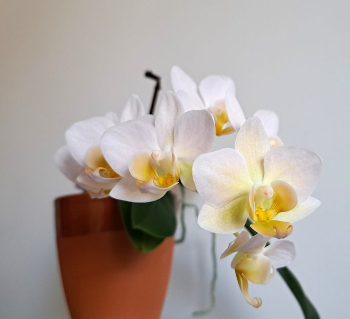  - Mini phalaenopsis