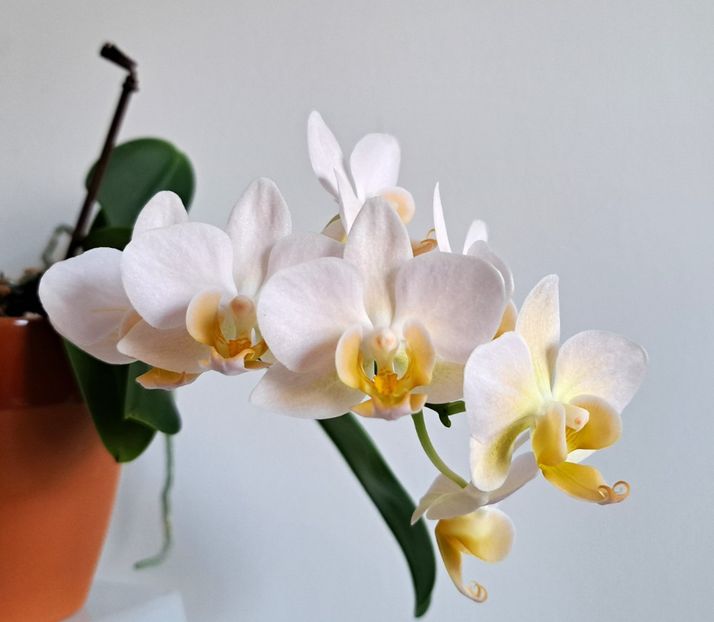 Burgundy Champagne - Mini phalaenopsis