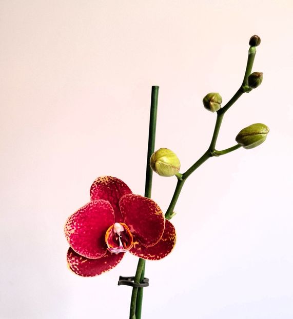  - Phalaenopsis 2