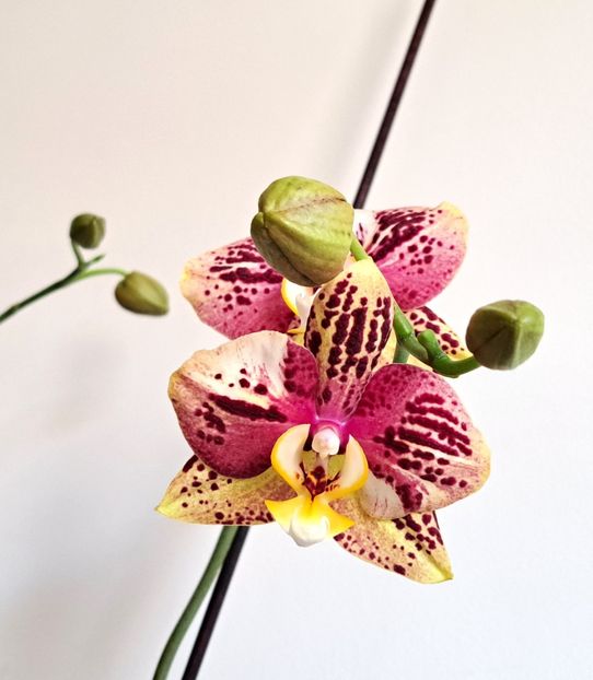 - Phalaenopsis 2