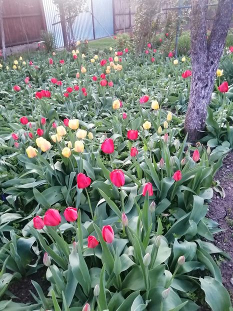  - PRIMVARA 2024 2025