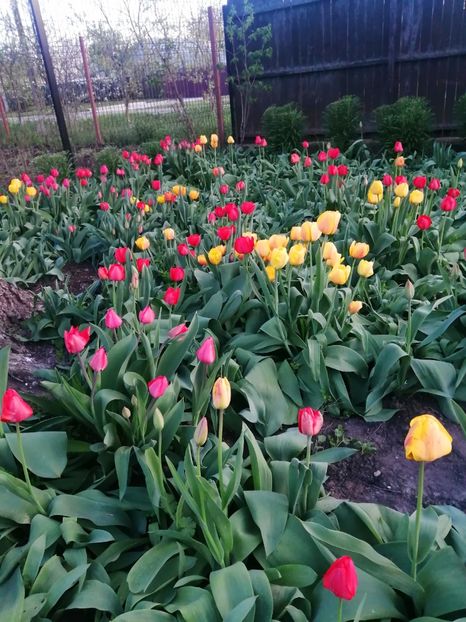  - PRIMVARA 2024 2025