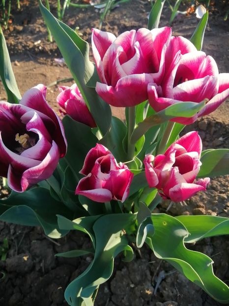  - PRIMVARA 2024 2025