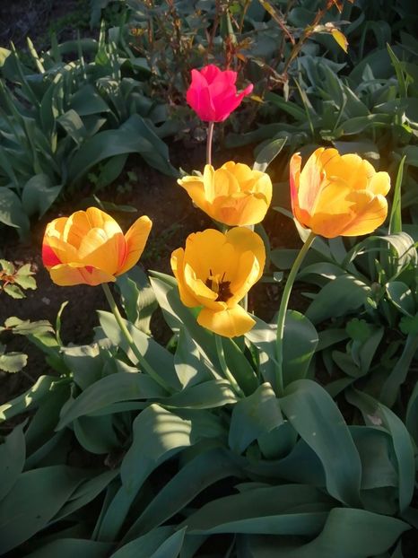  - PRIMVARA 2024 2025