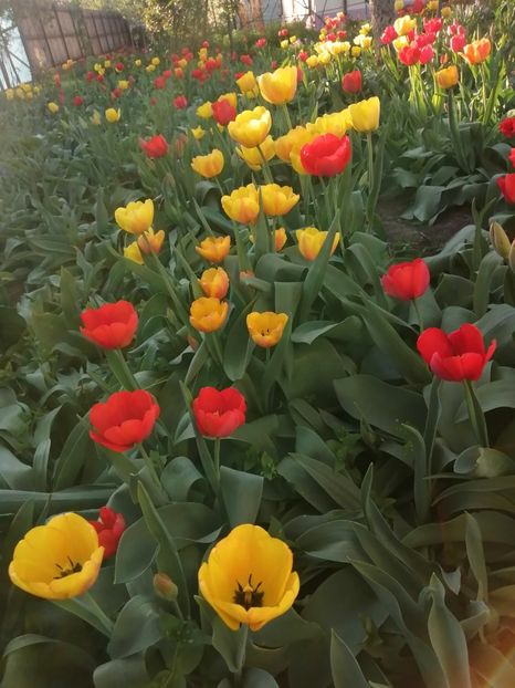  - PRIMVARA 2024 2025