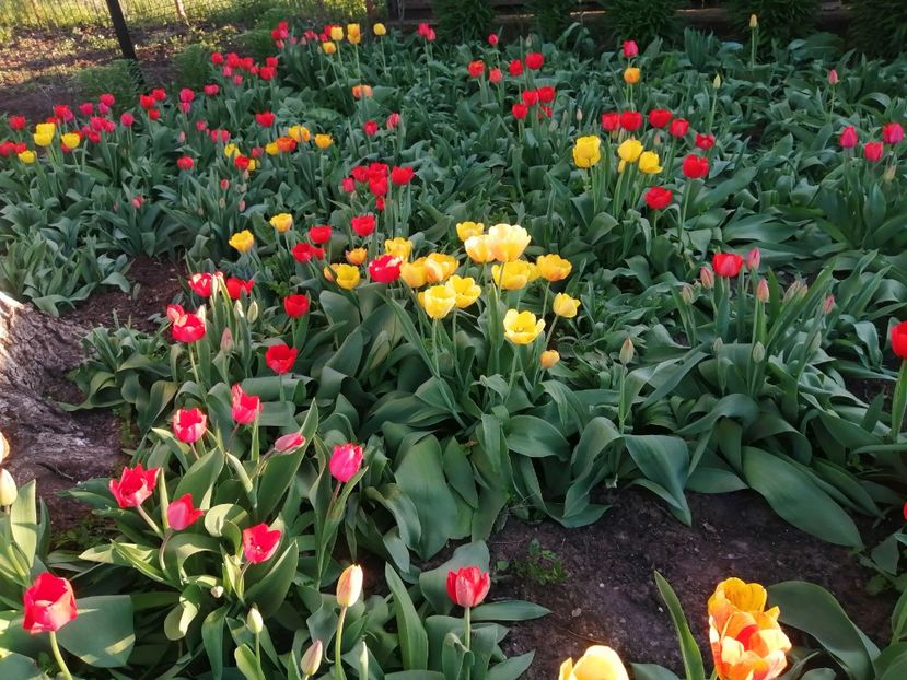  - PRIMVARA 2024 2025