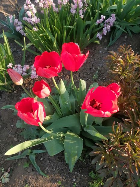  - PRIMVARA 2024 2025