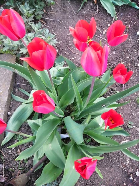  - PRIMVARA 2024 2025