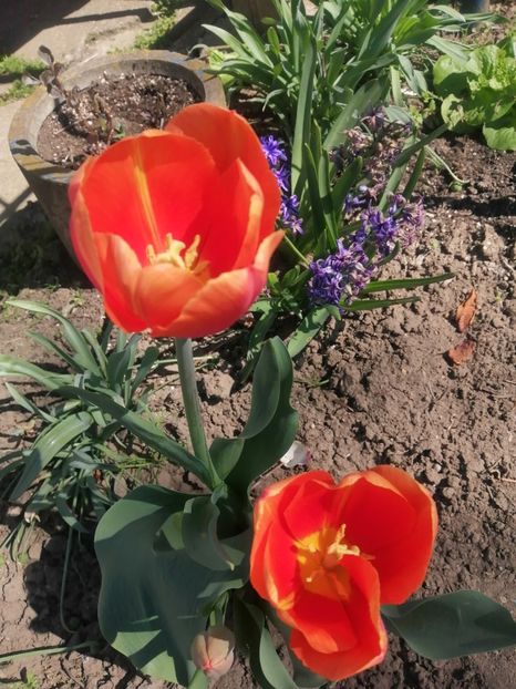  - PRIMVARA 2024 2025