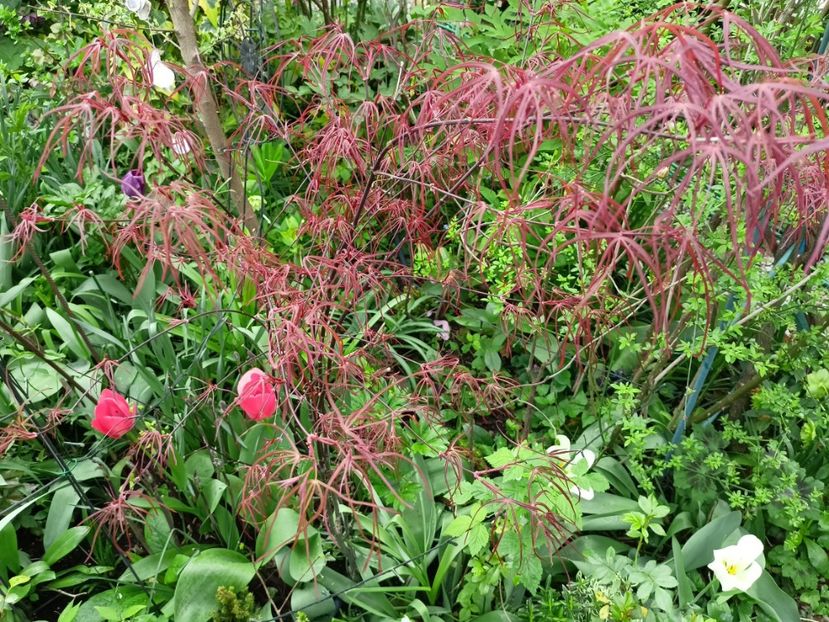 Hubbs Red Willow - Grădina 2024