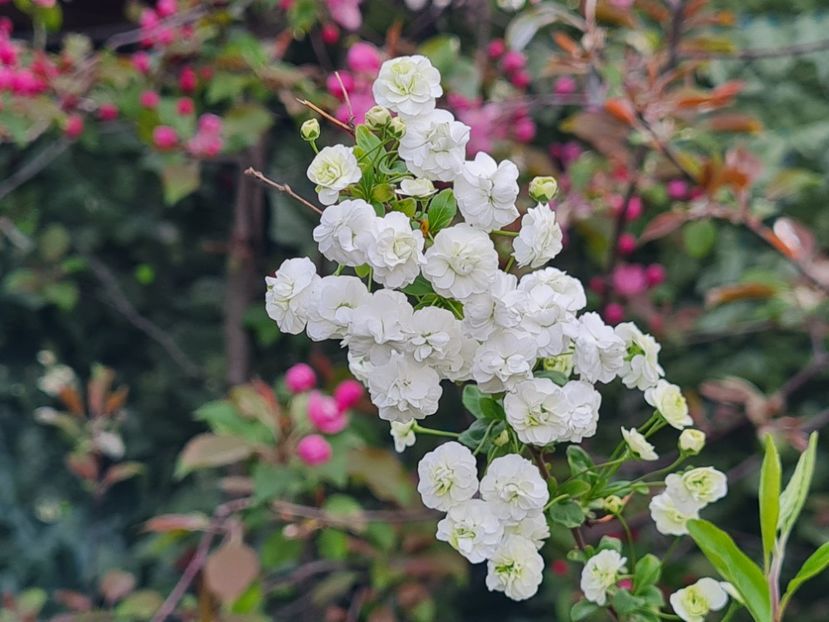 Spireea Prunifolia - 2024_Aprilie