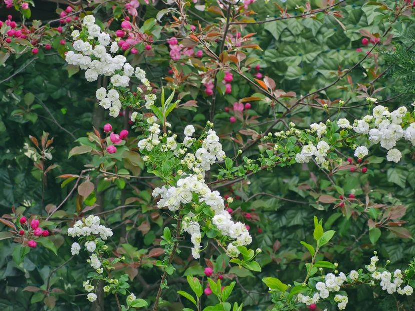 Spireea Prunifolia - 2024_Aprilie