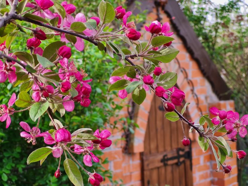 Malus Profusion - 2024_Aprilie
