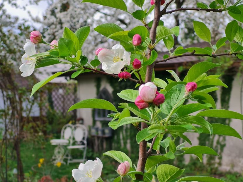 Malus Evereste - 2024_Aprilie