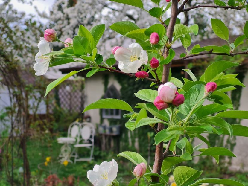 Malus Evereste - 2024_Aprilie