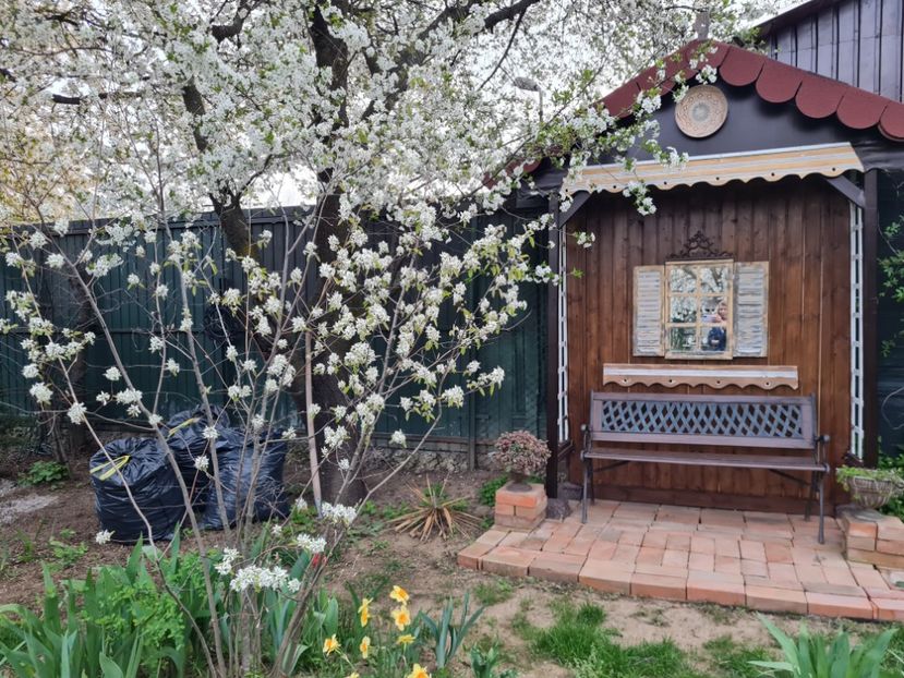 Amelanchier - 2024_Aprilie